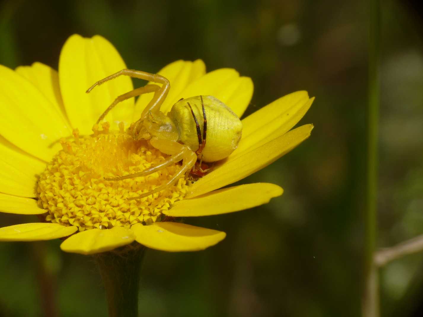 Thomisus onustus - Accoppiamento